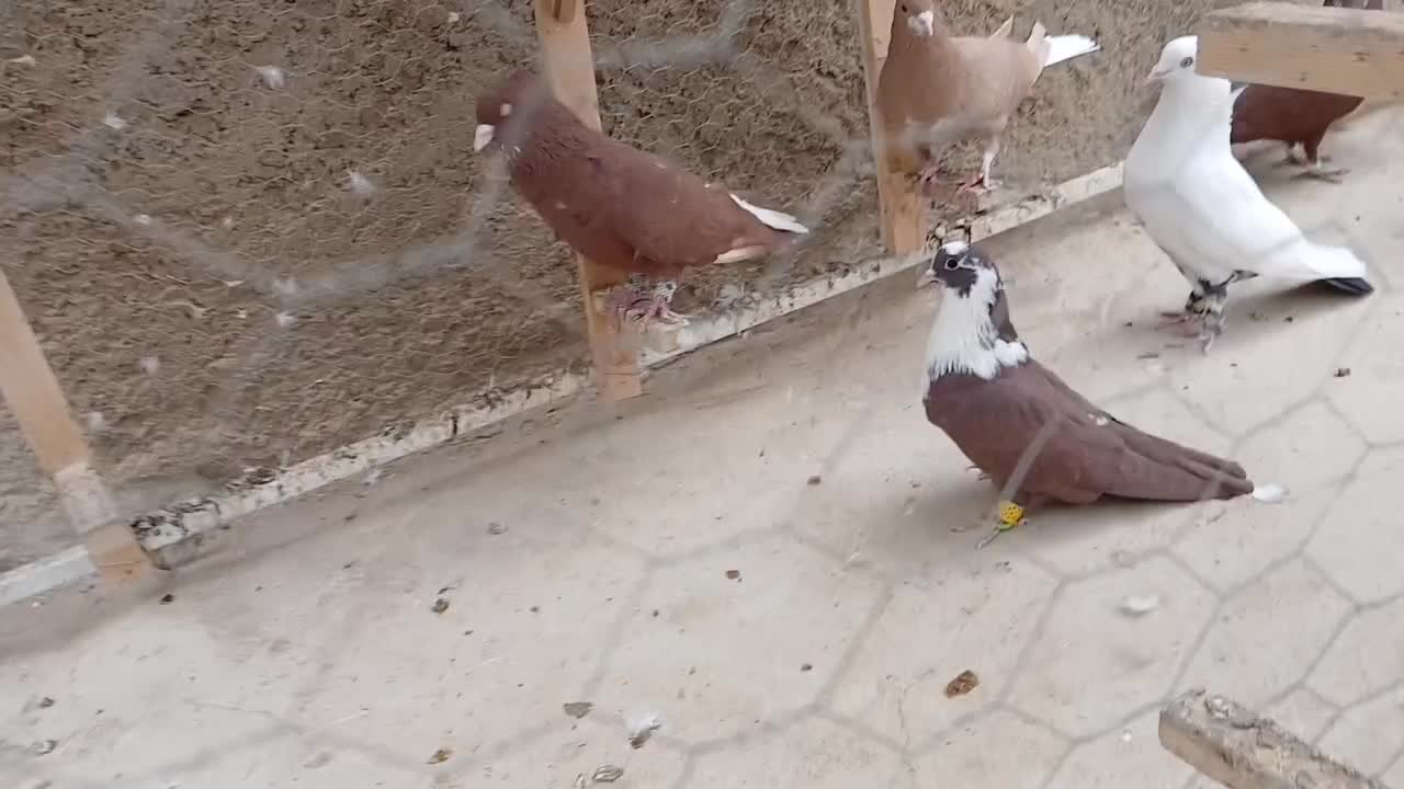 کبوتر رنگی|پرنده|شیراز, محمدیه|دیوار