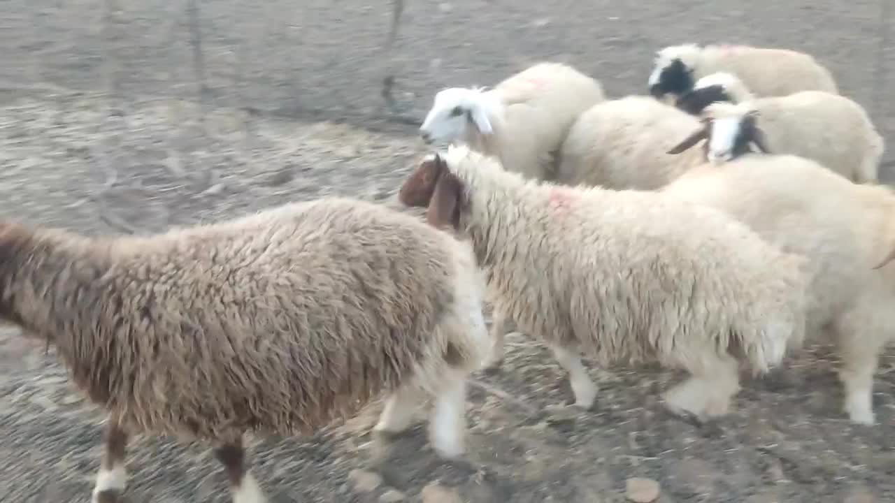 بره پرواری|حیوانات مزرعه|کرمانشاه, |دیوار