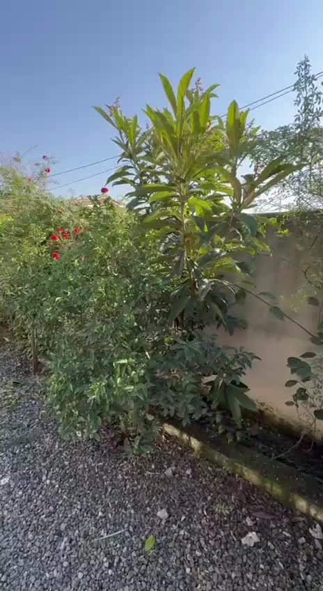 ویلا ۳۸۰متر زمین ۲۸۰ متری بنا استخر دار|فروش خانه و ویلا|دابودشت, |دیوار