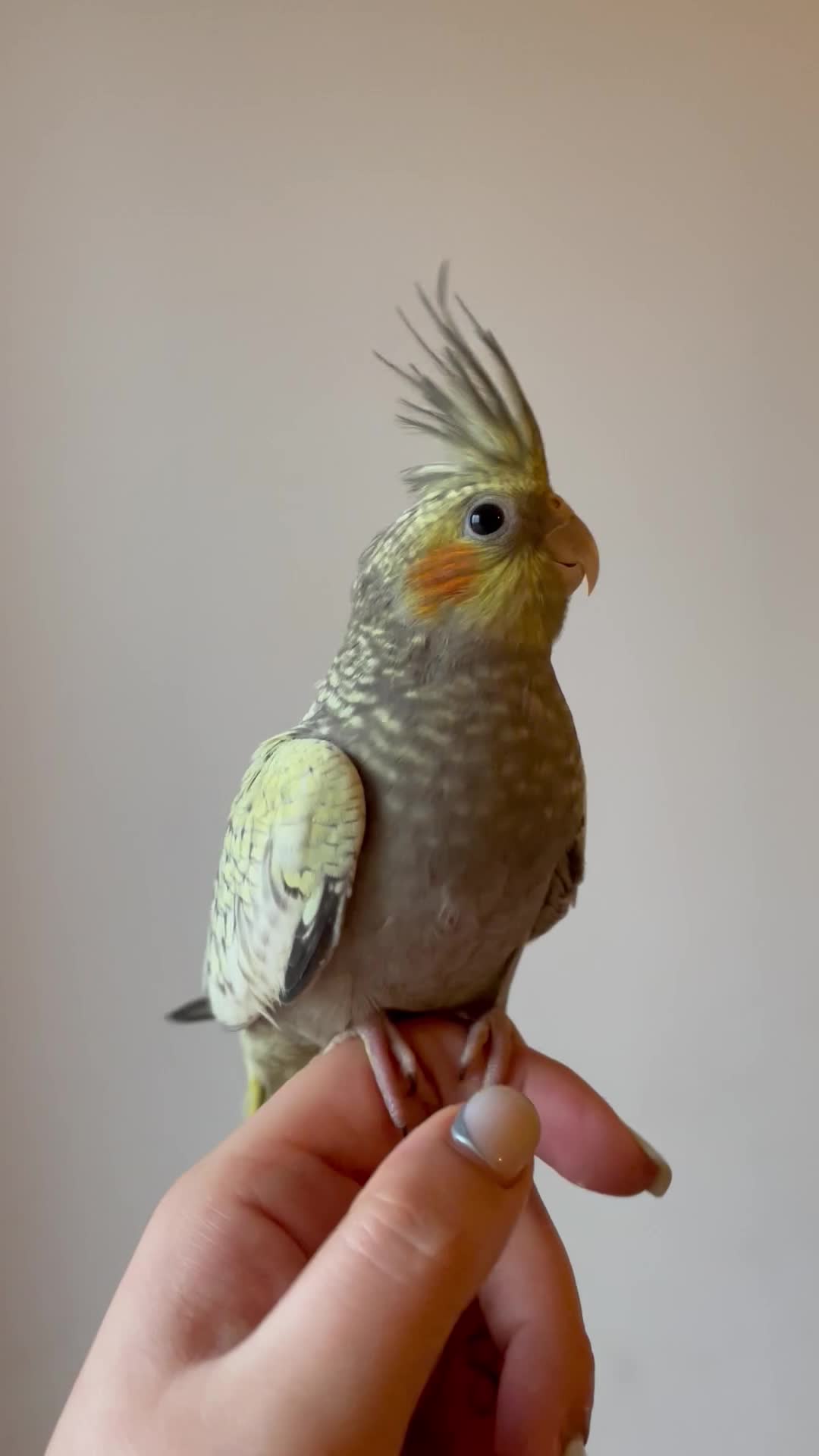 عروس هلندی نر و ماده رام و دستی|پرنده|فومن, |دیوار