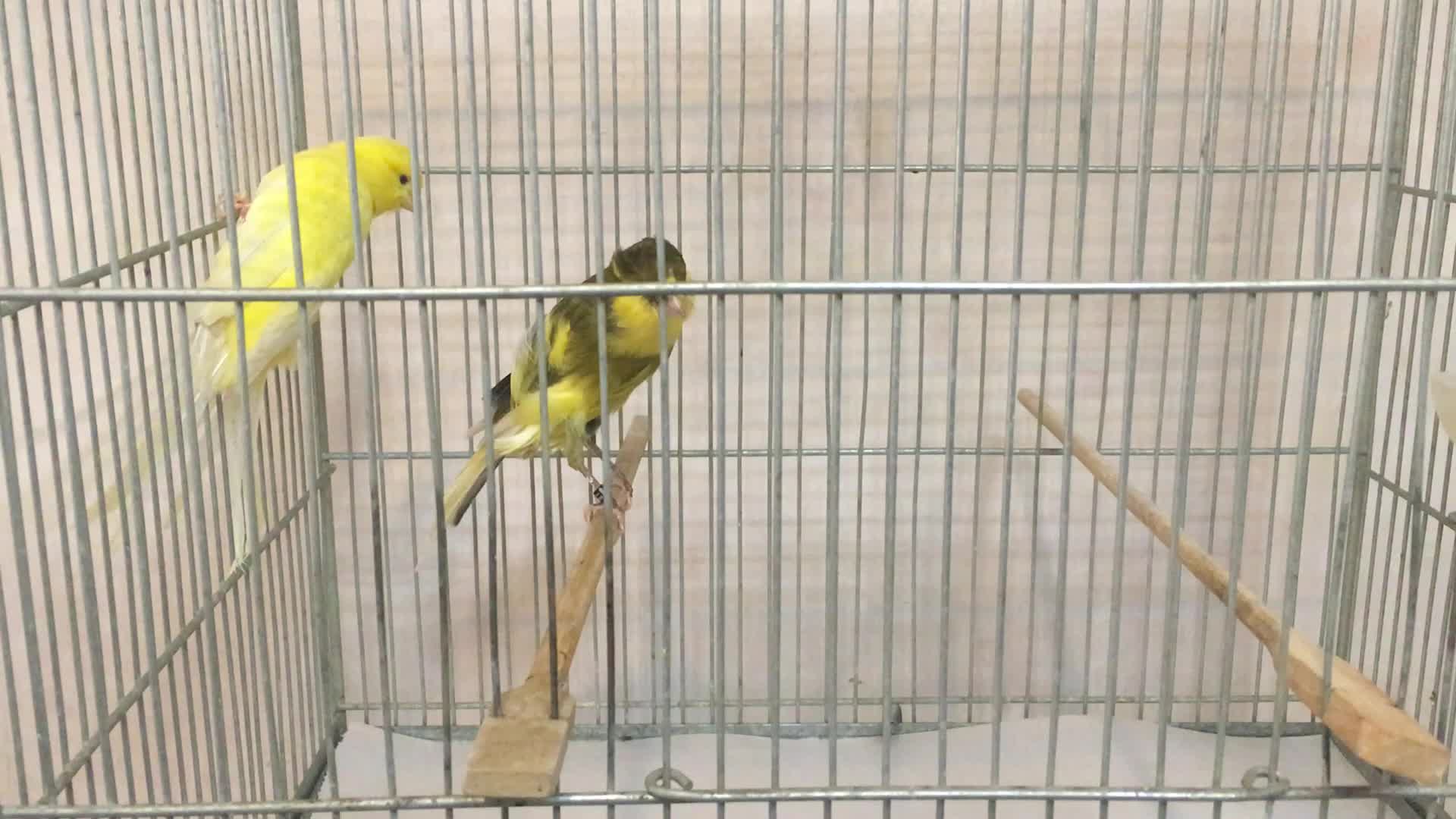 قناری رسمی بلند|پرنده|ری, علایین|دیوار