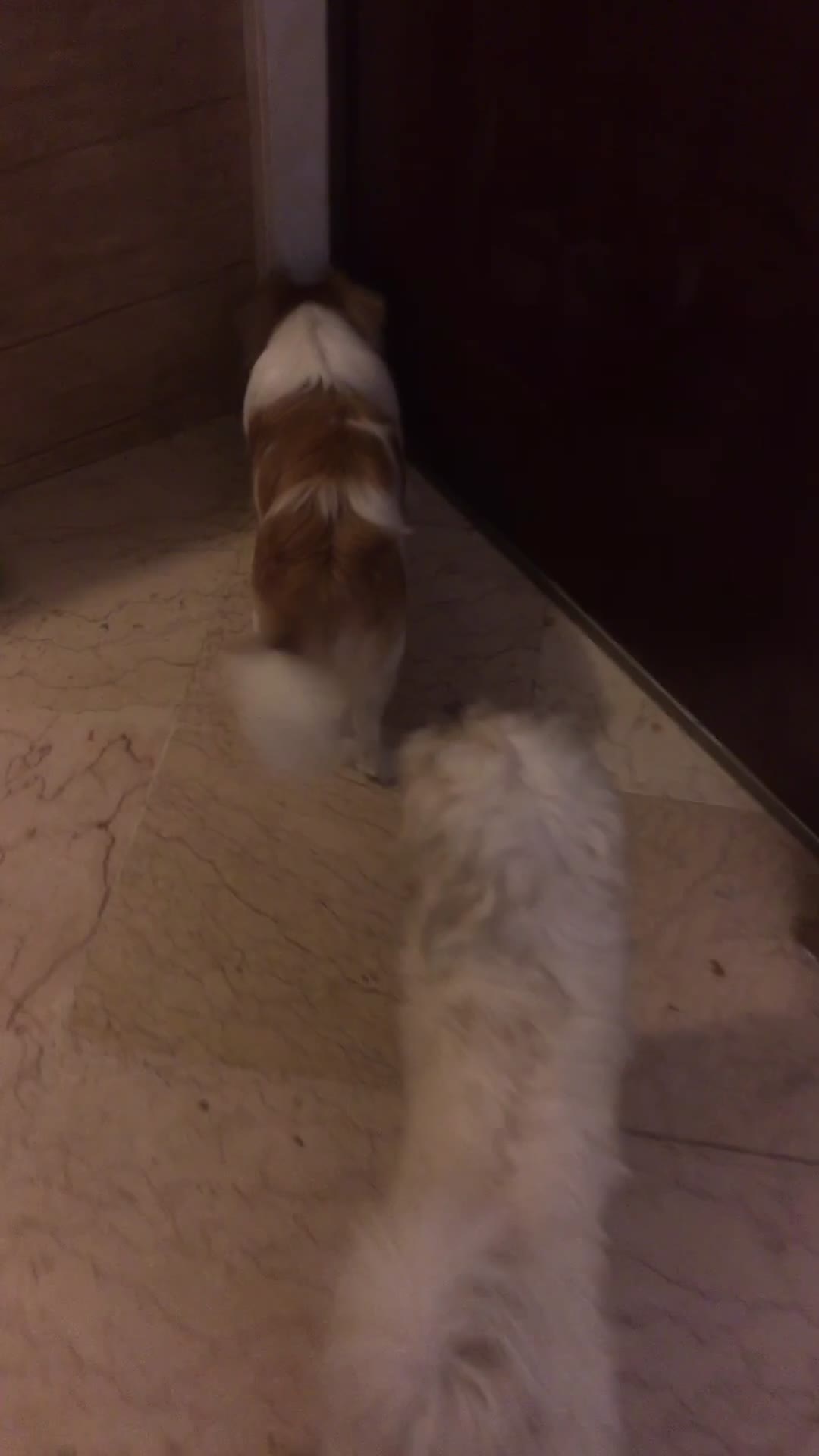 واگذاری سگ اشپیتز دو ساله|سگ|تهران, سازمان برنامه جنوبی|دیوار