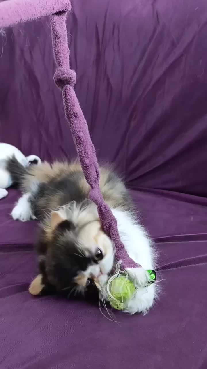 گربه|گربه|تهران, دستغیب|دیوار