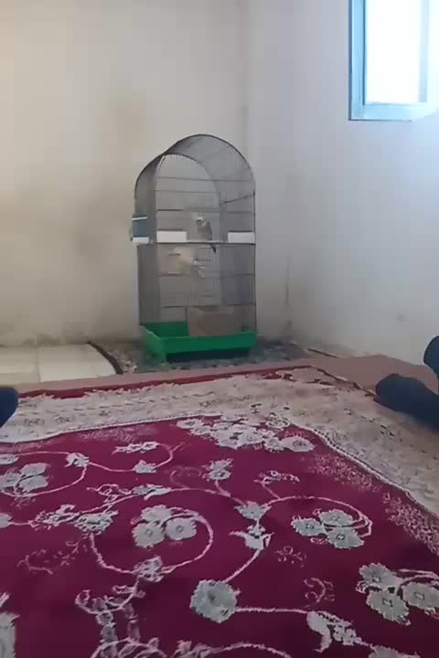 عروس هلندی سخنگو|پرنده|اطاقور, |دیوار