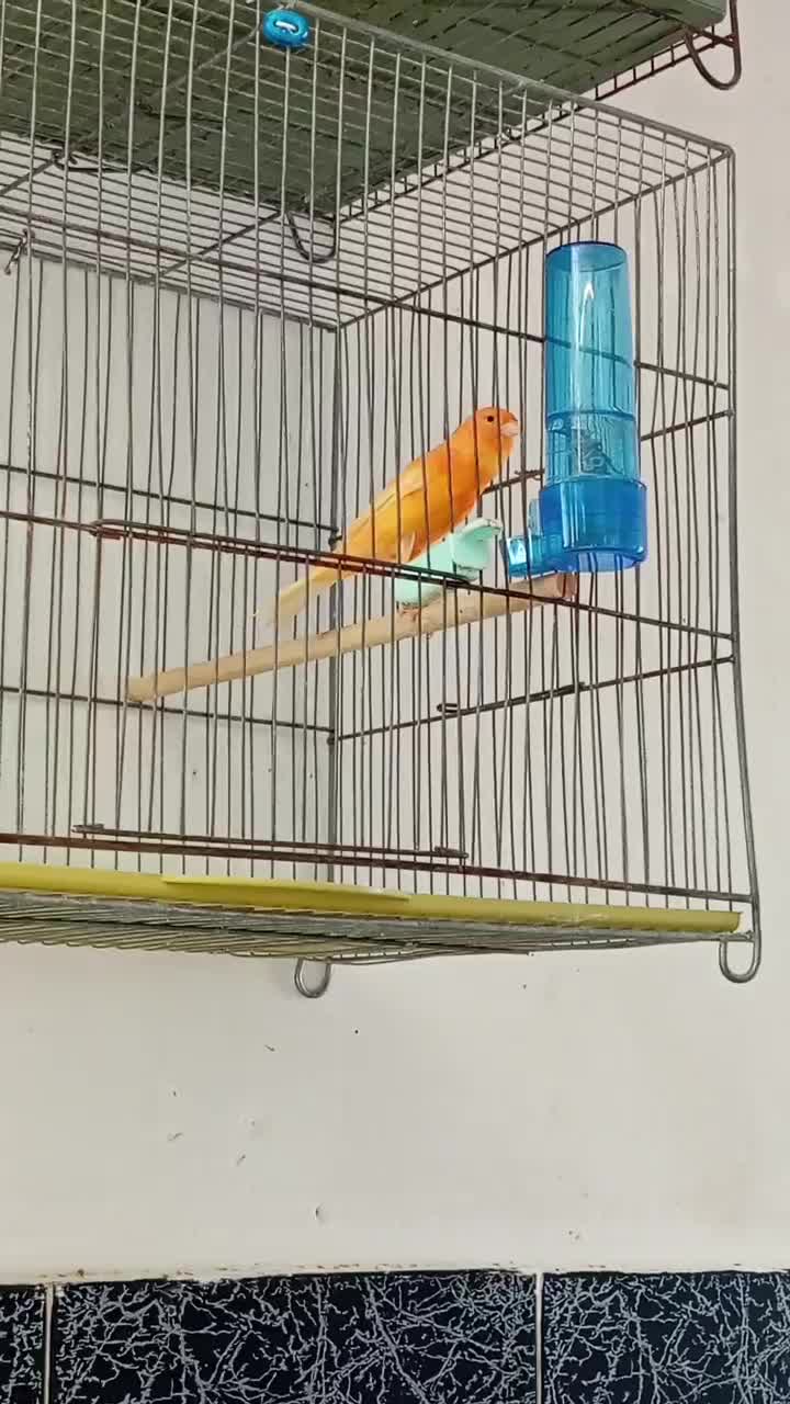 قناری ردفاکتورنر|پرنده|بیجار, |دیوار