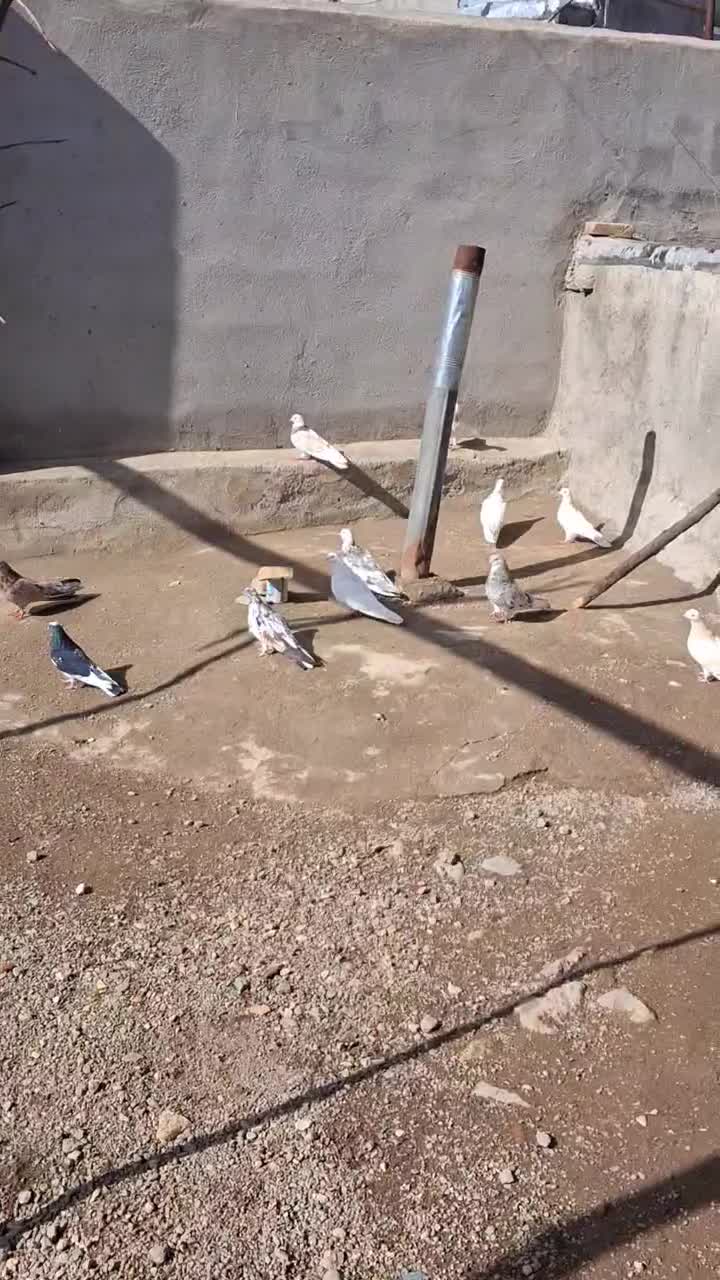 کبوتر سرور|پرنده|اردبیل, |دیوار