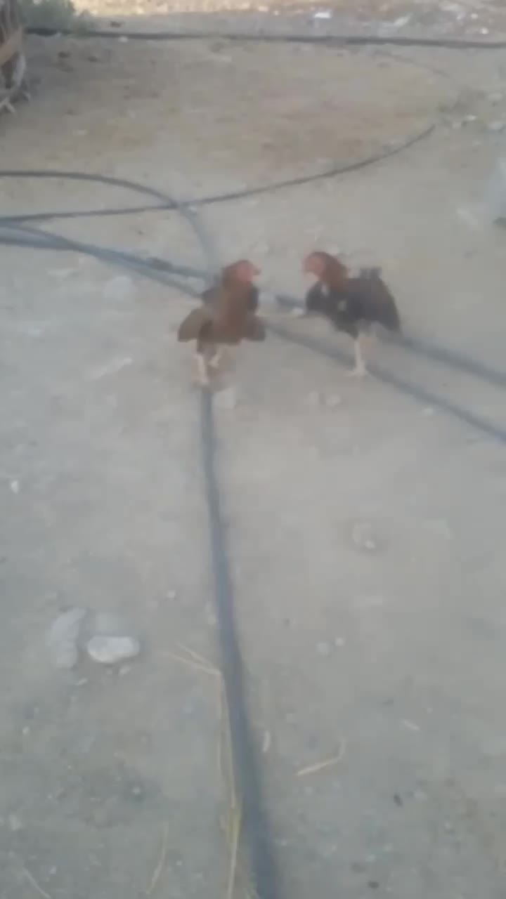 سرباز|حیوانات مزرعه|کیشکور, |دیوار