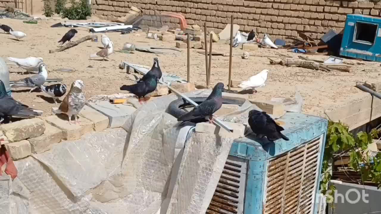 کفتر اصفهانی..|پرنده|اصفهان, بابوکان|دیوار