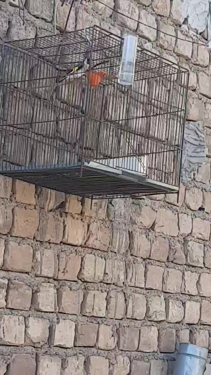 سهره|پرنده|ساوه, |دیوار