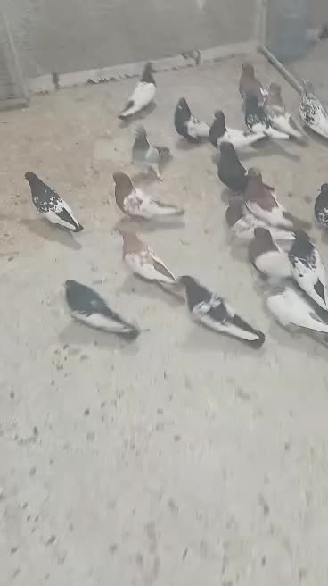 کفتر بهبونی هوای|پرنده|شیراز, درکی|دیوار