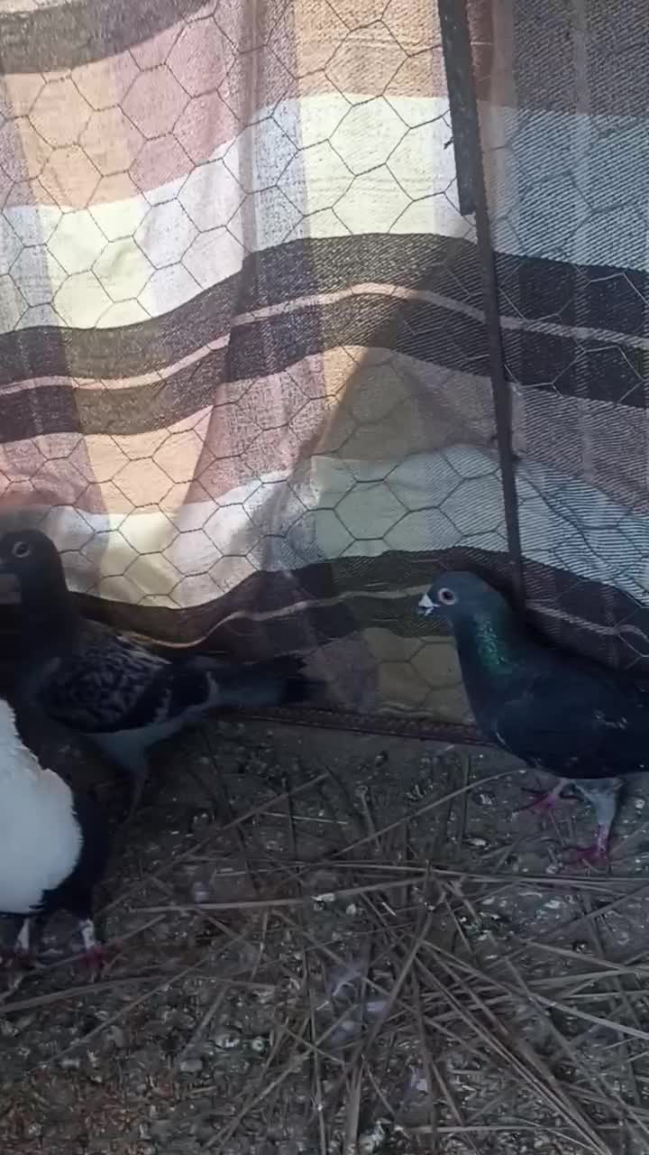 کبوتر|پرنده|سراوان, |دیوار