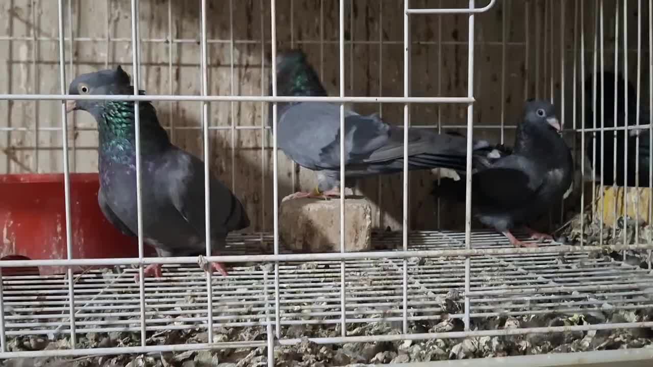 دو عدد سبز جوان اولین دهن دادن|پرنده|مسجد سلیمان, |دیوار