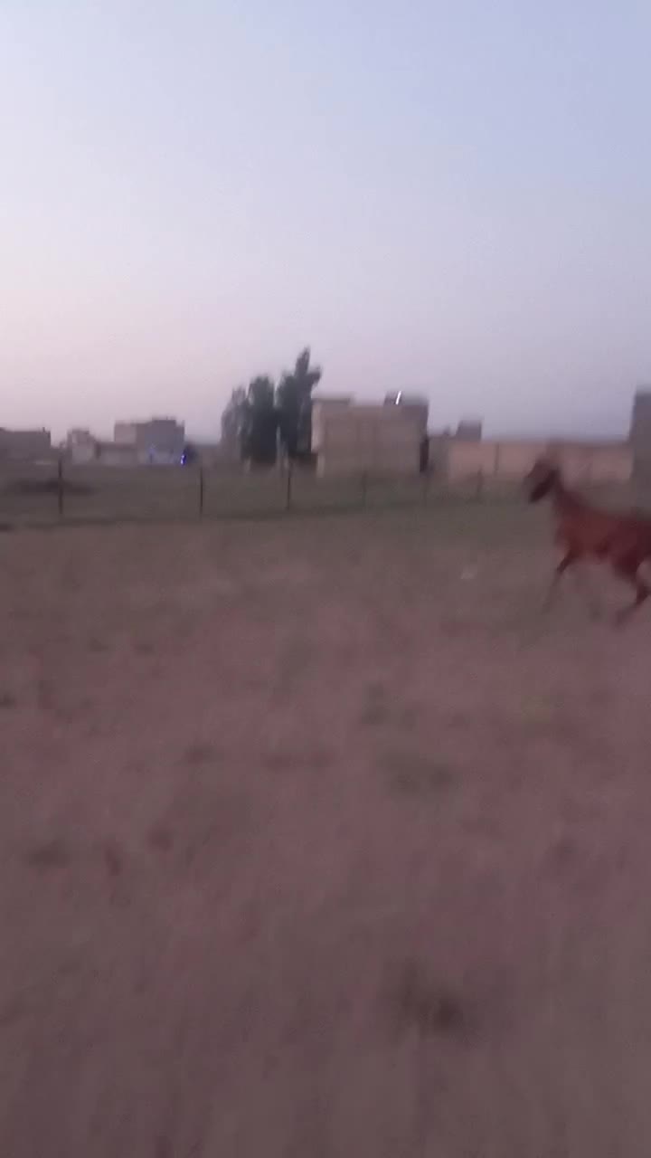 اسب|اسب و تجهیزات اسب‌سواری|شیراز, دارالرحمه|دیوار