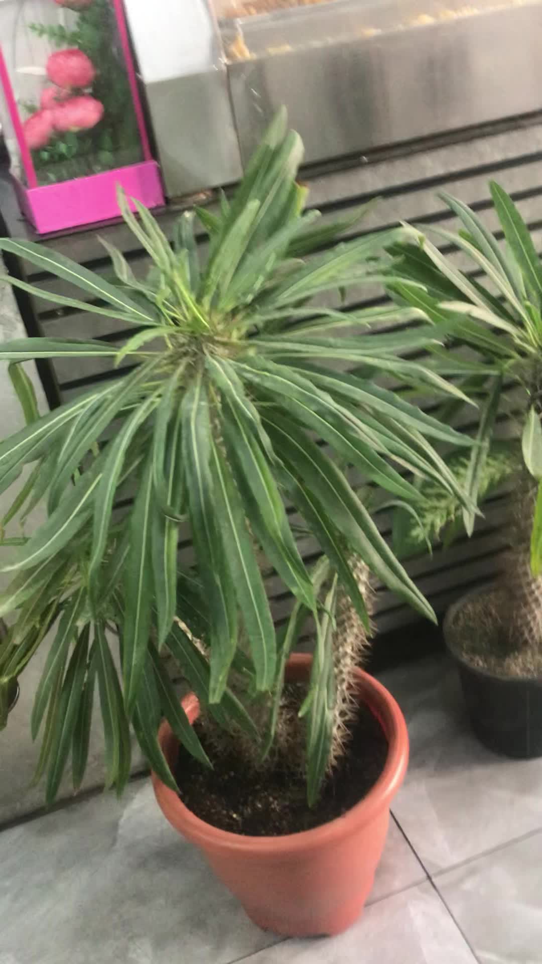 گل طبیعی|گل و گیاه طبیعی|کرج, حصارک بالا|دیوار