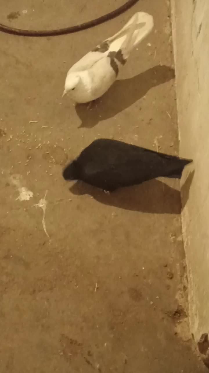 کبوتر زاغ|پرنده|دورود, |دیوار