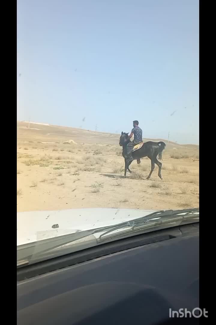 مادیان کرد|اسب و تجهیزات اسبسواری|خدا آفرین, |دیوار