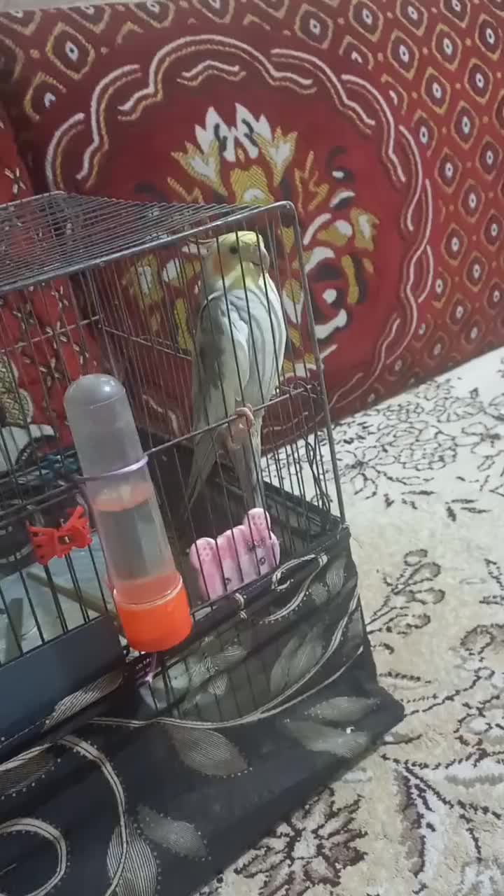 عروس هلندی|پرنده|بجنورد, |دیوار