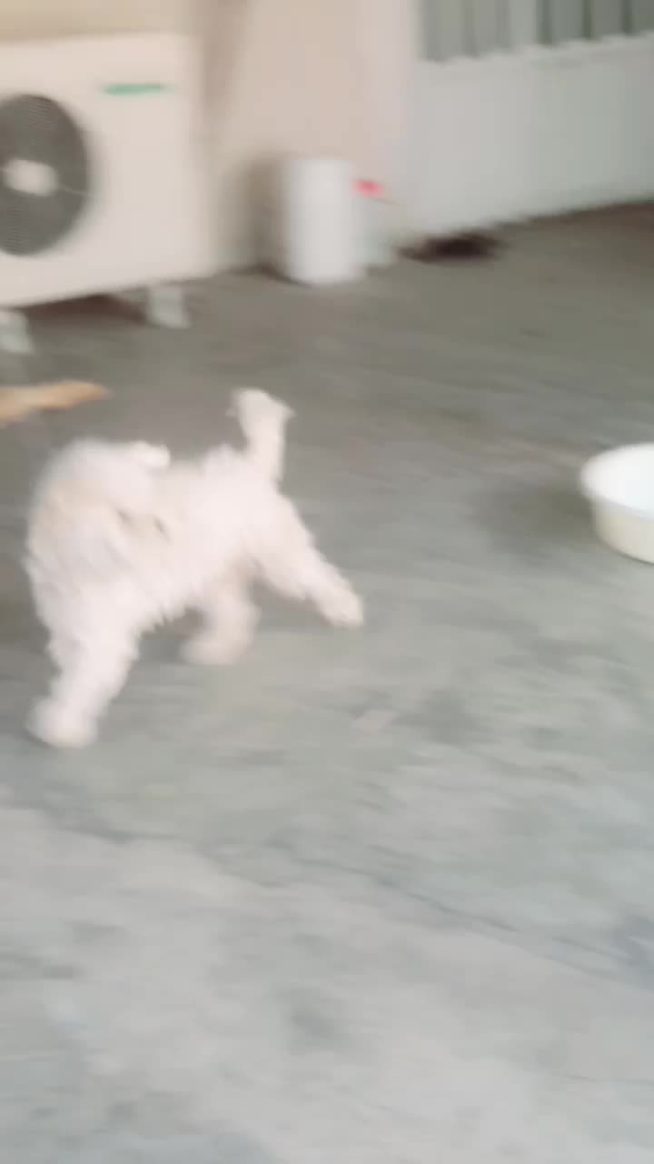 شیتزو مالتیز|سگ|مسجد سلیمان, |دیوار