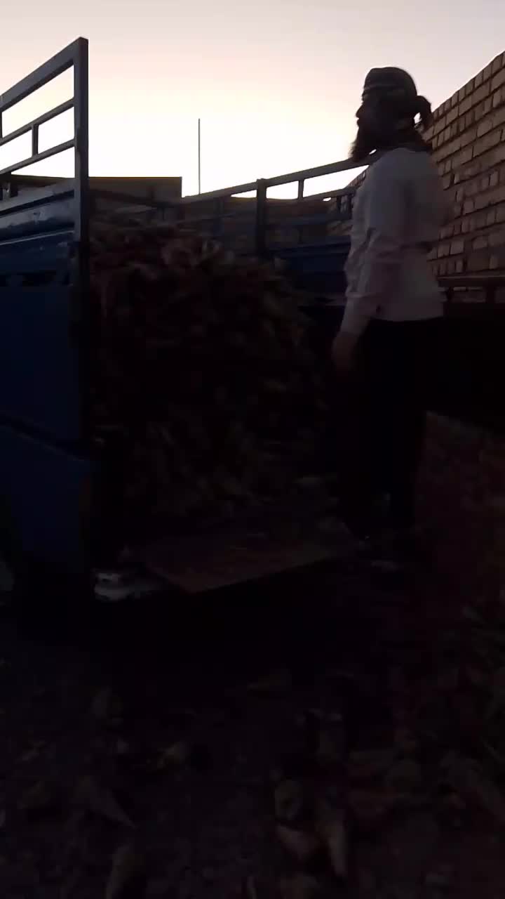 چغندر تازه|گل و گیاه طبیعی|تایباد, |دیوار