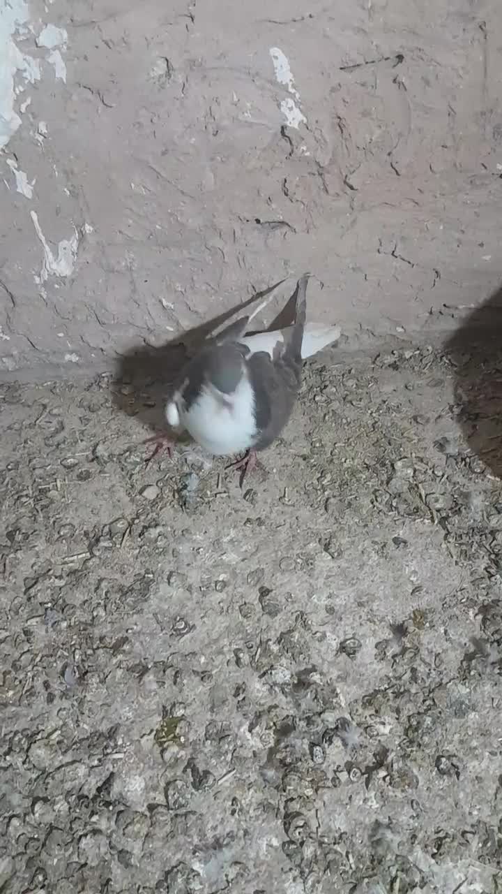 کفتر پرشی|پرنده|نیشابور, حقیه|دیوار