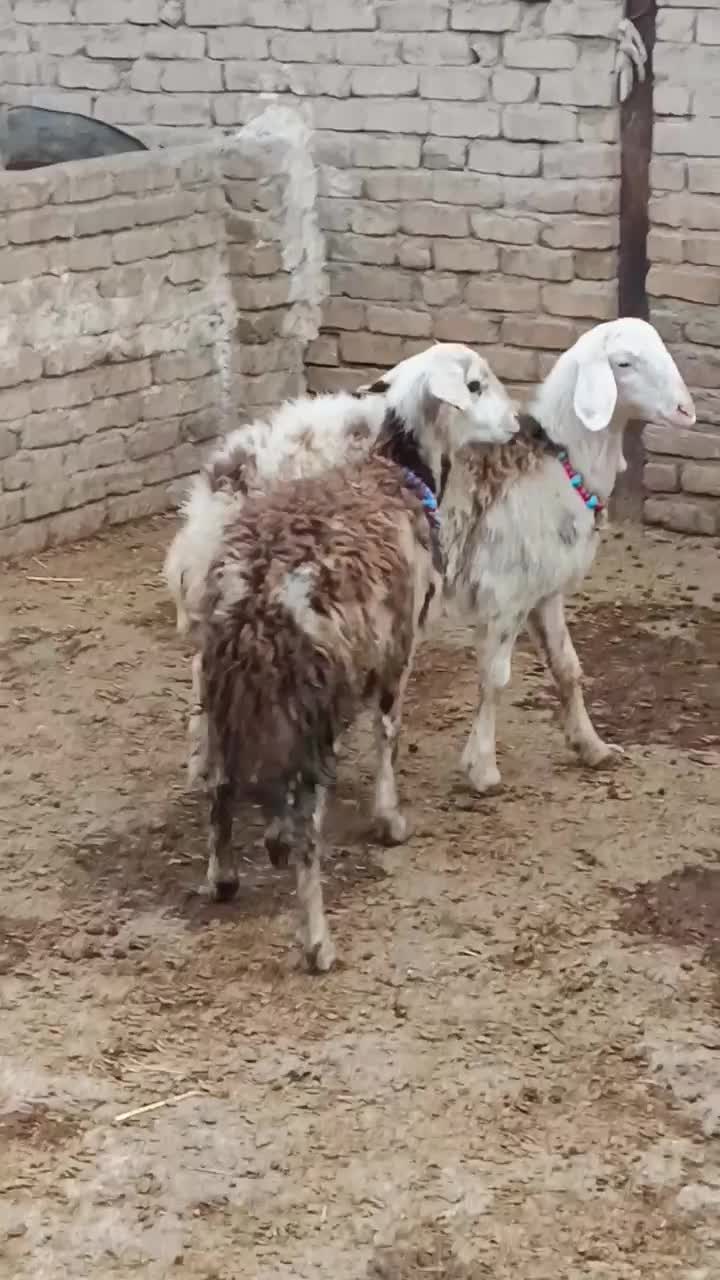 افشاری پلنگی|حیوانات مزرعه|دورود, |دیوار