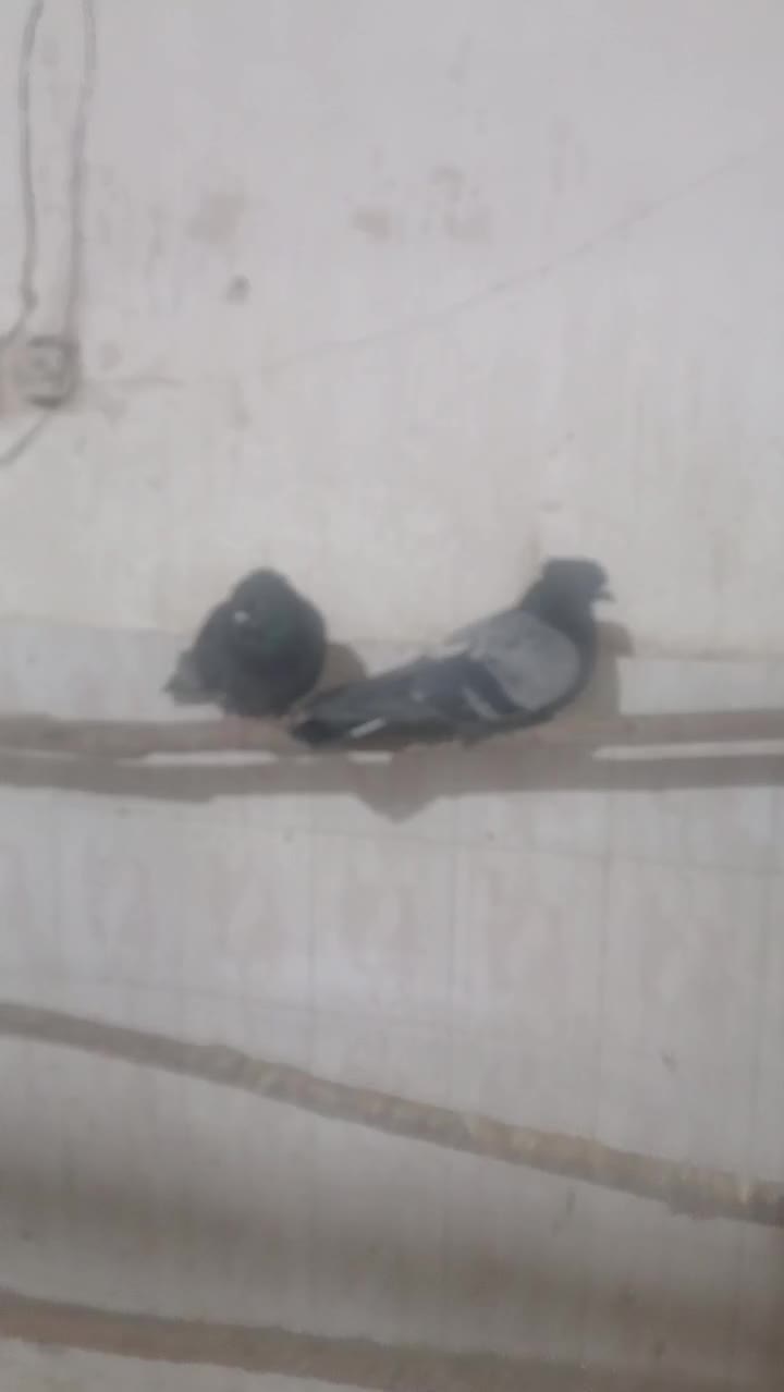 25 عدد تهرانی همه ضمانتی|پرنده|مبارکه, |دیوار