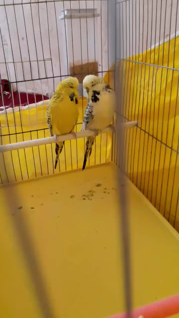 جفت مرغ عشق انگلیسی (لاسونیک) گرید آ مولد اصل|پرنده|پیرانشهر, |دیوار