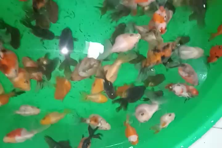 کله شیری|ماهی|تبریز, |دیوار