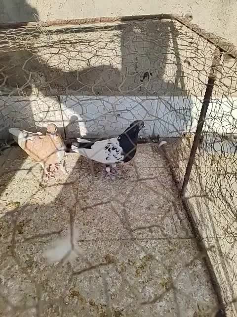 ماده المانی|پرنده|نیشابور, شهرک بهداری|دیوار