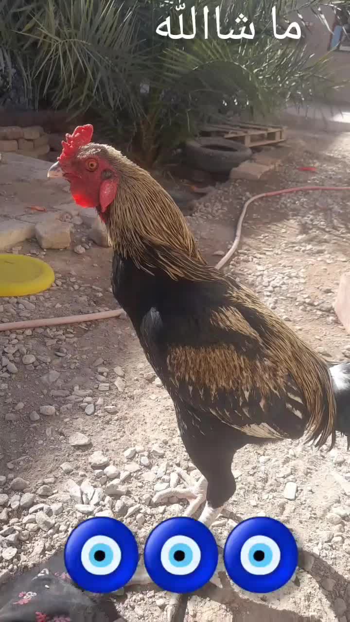 خروس|حیوانات مزرعه|خاش, |دیوار