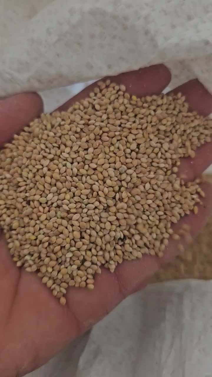 ارزن بومی محلی تمیز گناباد|عمده‌فروشی|گناباد, |دیوار