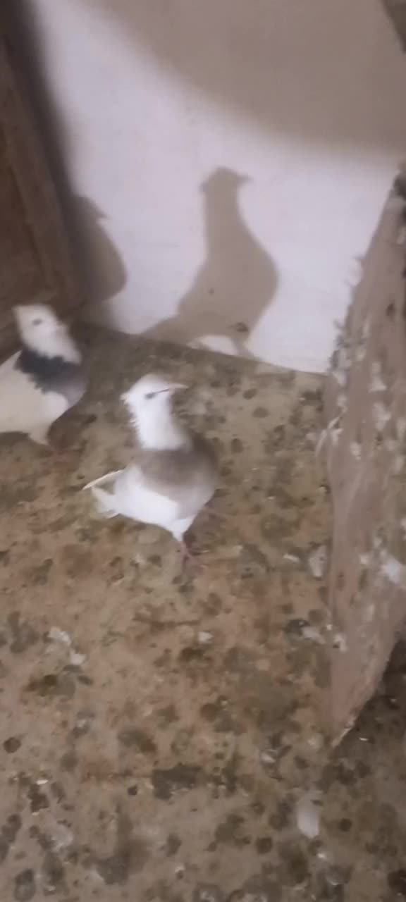 دوعدد طوقی کاکلی|پرنده|لالجین, |دیوار