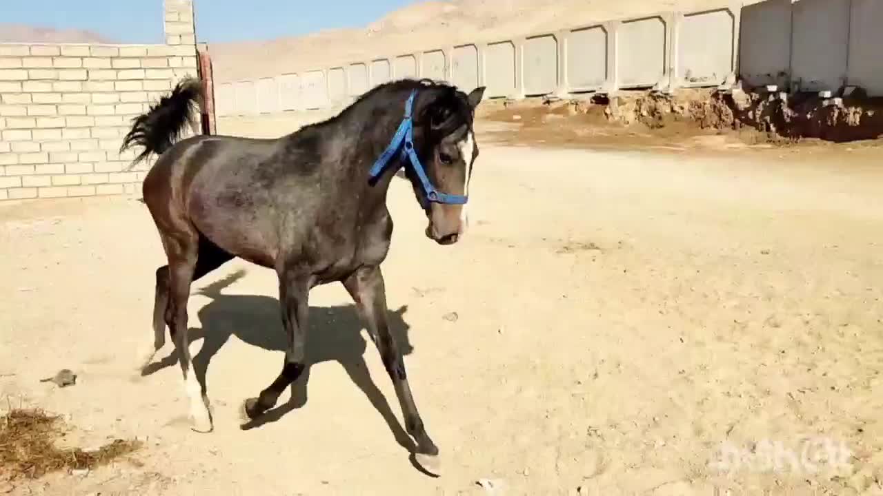 اسب مادیان|اسب و تجهیزات اسب‌سواری|صحنه, |دیوار