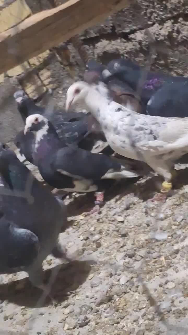 ۱۲ تا پلاکی|پرنده|آباده, |دیوار