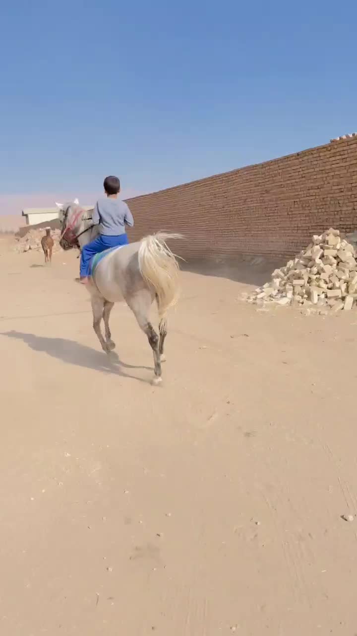 ورزش وتفریح وشادی|اسب و تجهیزات اسب‌سواری|یزد, |دیوار