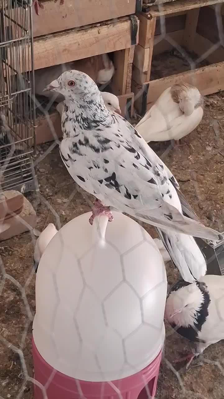 سرور دورگ|پرنده|خرمشهر, |دیوار