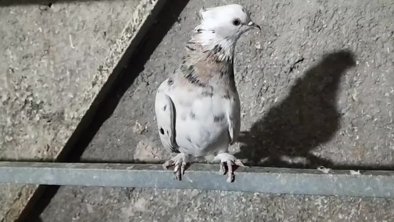 کبوتر پرشی هما سرور|پرنده|شهریار, شهرک بهاران (ویره)|دیوار