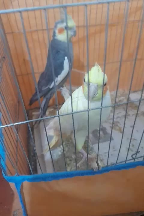 عروس هلندی بالغ اماده جفت گیری کرده|پرنده|رشت, حمیدیان|دیوار