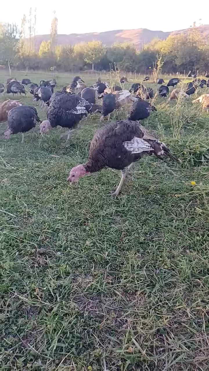 بوقلمون|حیوانات مزرعه|ترکمانچای, |دیوار