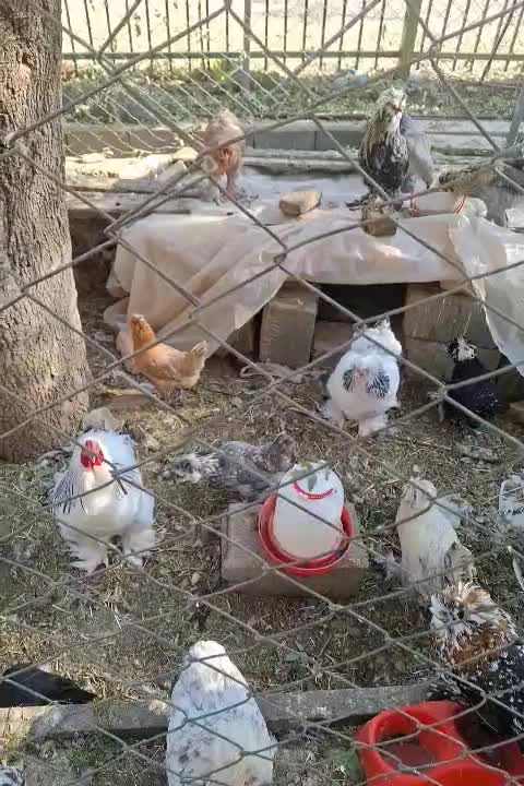 مرغ و خروس برهما بالغ|حیوانات مزرعه|پاکدشت, پاکدشت (مامازند)|دیوار