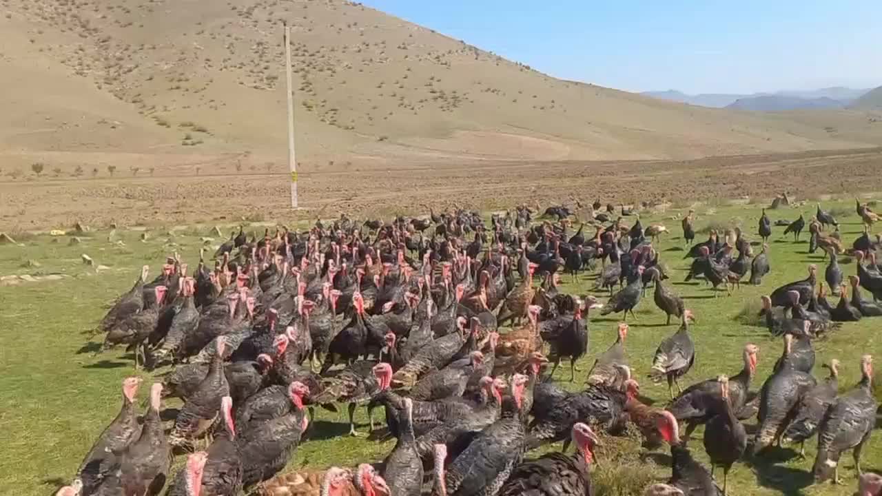 بوقلمون طبیعی|حیوانات مزرعه|انگوت, |دیوار