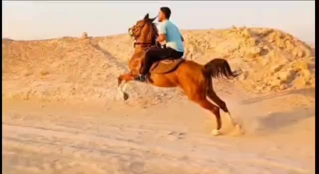 اسب مادیون|اسب و تجهیزات اسب‌سواری|شبانکاره, |دیوار