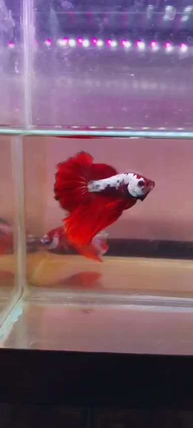 فروش تک و عمده فایتر|ماهی|رشت, گلسار|دیوار