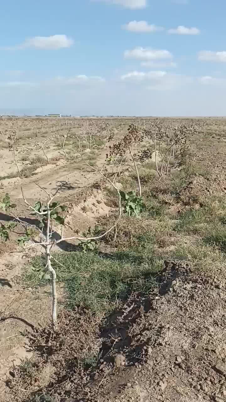 باغ پسته|فروش زمین و ملک کلنگی|سبزوار, شرق کال میانی|دیوار