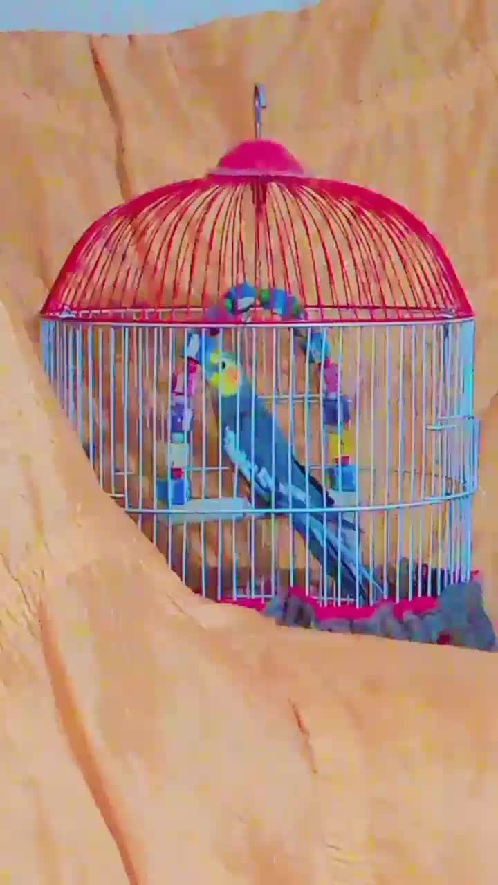 عروس هلندی سخنگو|پرنده|پاکدشت, شهرک امام رضا|دیوار