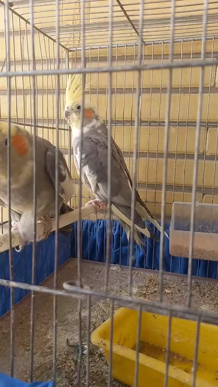 کفتر شکار|پرنده|اصفهان, محمودیه|دیوار