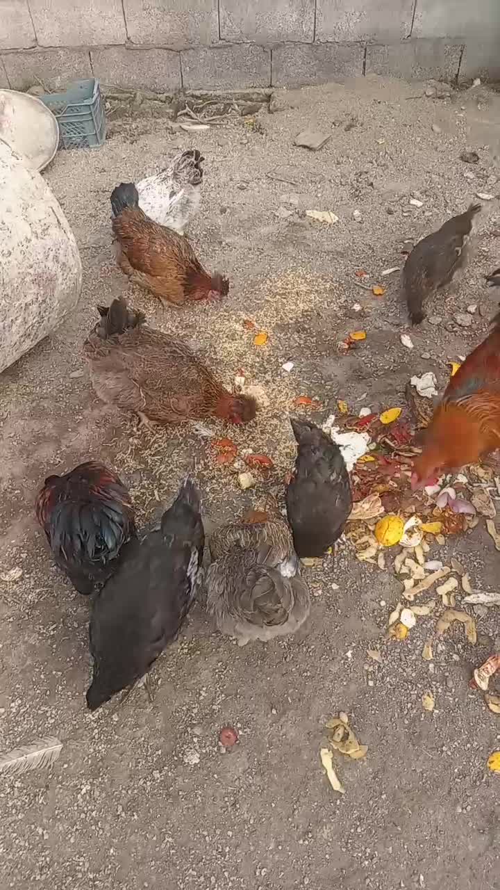 اردک اسرائیلی. مرغ و خروس|حیوانات مزرعه|بندر انزلی, بشمن|دیوار