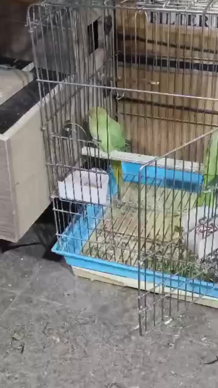 طوطی ملنگو عروس برزیلی گرینچیک شاه طوطی|پرنده|چهاردانگه (تهران), |دیوار