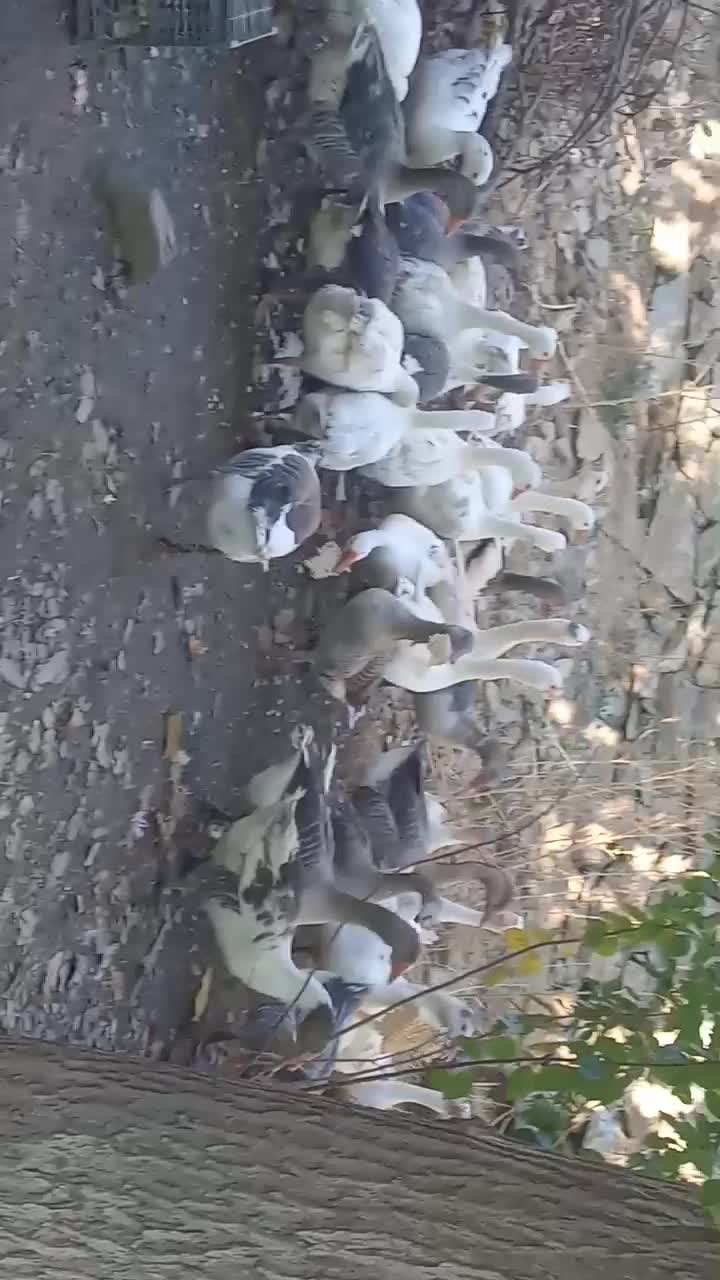 29قازمحلی|حیوانات مزرعه|مریوان, |دیوار