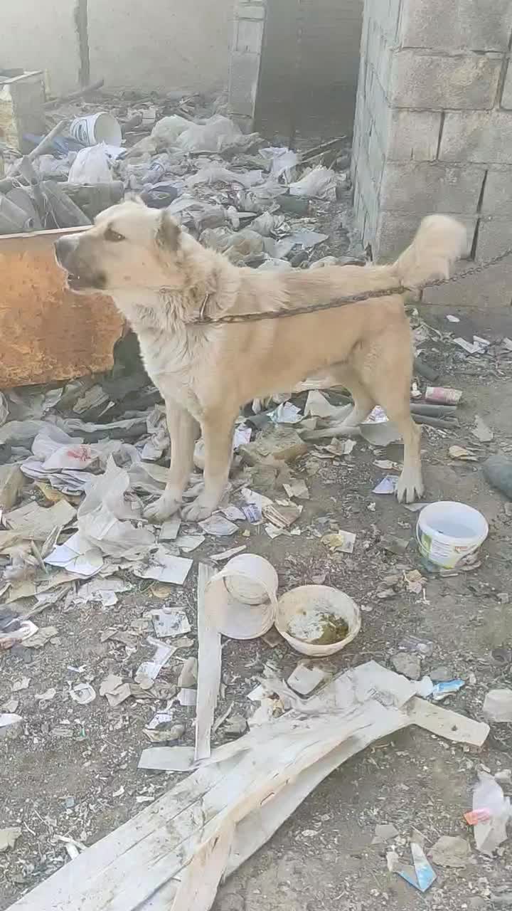 سگ نگهبان|سگ|اراک, |دیوار